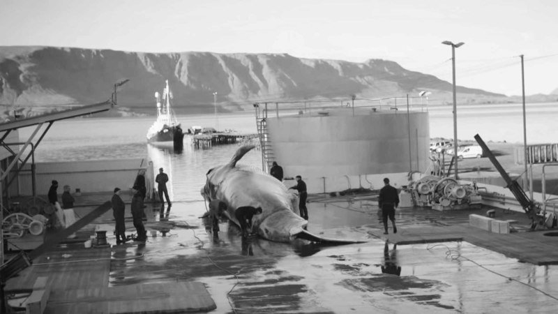 Read more about the article Tell Iceland Killing Whales Is Not Better Than Tourism